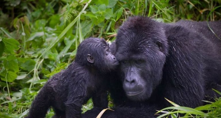 Los humanos van camino de extinguir a todos los demás primates 10 Los humanos van camino de extinguir a todos los demás primates