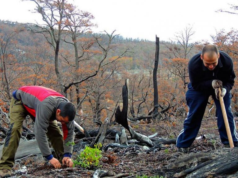 Tierra del Fuego: voluntarios plantan árboles en un bosque incendiado 14 Tierra del Fuego: voluntarios plantan árboles en un bosque incendiado