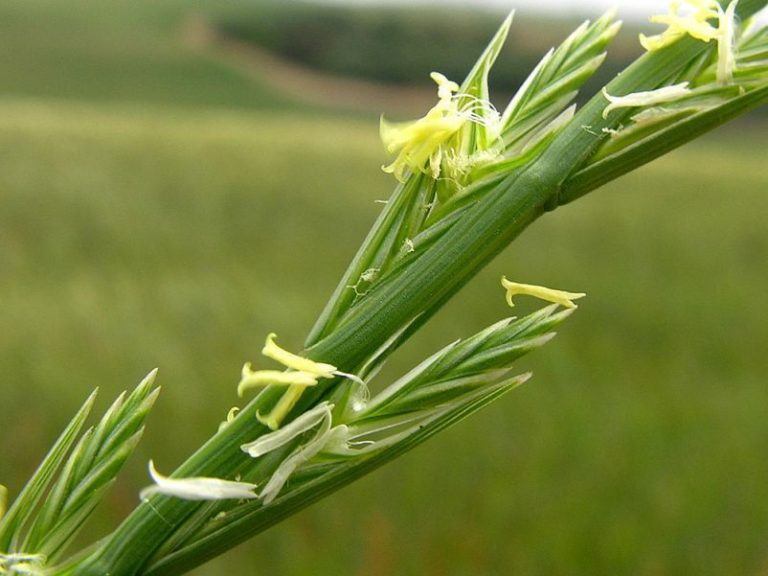 Cómo las malas hierbas se defienden de uno de los herbicidas más usados 11 Cómo las malas hierbas se defienden de uno de los herbicidas más usados