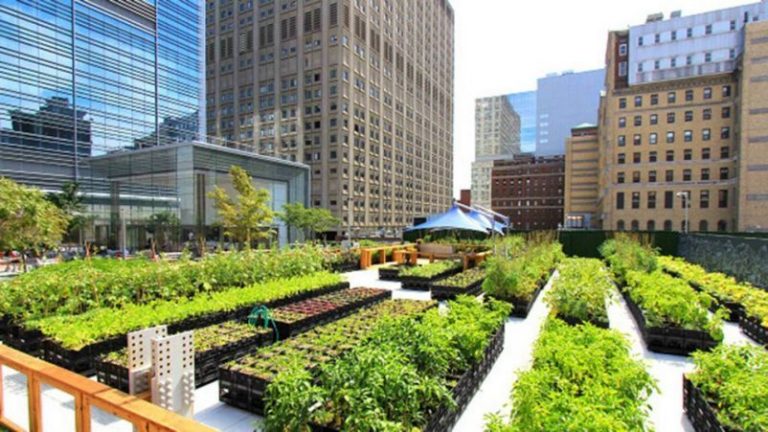 Cultivos en jardines y rotondas, alimentos de proximidad para cubrir la demanda en 2050