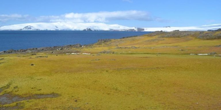 El efecto del cambio climático está volviendo verde la Antártida 9 El efecto del cambio climático está volviendo verde la Antártida