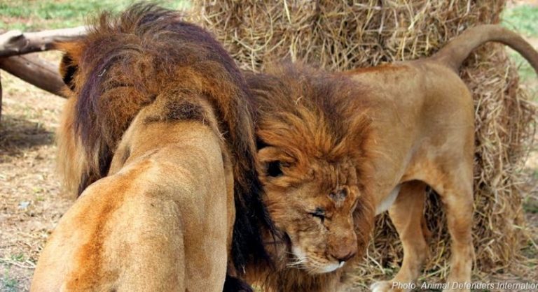 Leones rescatados de circo en Perú sufren el peor final en Sudáfrica 9 Leones rescatados de circo en Perú sufren el peor final en Sudáfrica
