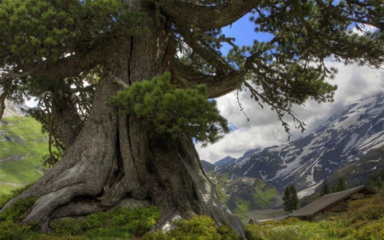 Los árboles más antiguos del planeta desaparecen