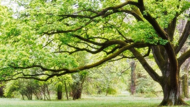 ¿Quieres salvar un árbol de la sequía? Entonces escríbele un mail