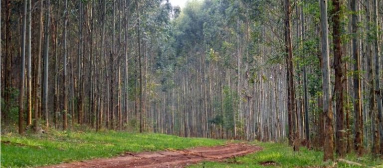 Santo Domingo, el bosque correntino que limpia el aire de la Tierra 9 Santo Domingo, el bosque correntino que limpia el aire de la Tierra