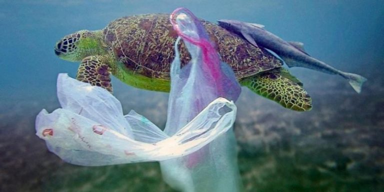 Colombia apunta contra las bolsas plásticas en favor de mares limpios 6 Colombia apunta contra las bolsas plásticas en favor de mares limpios