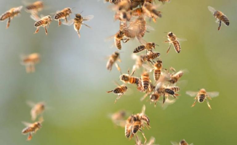 Confirmado: los insecticidas están matando a las abejas 11 Confirmado: los insecticidas están matando a las abejas