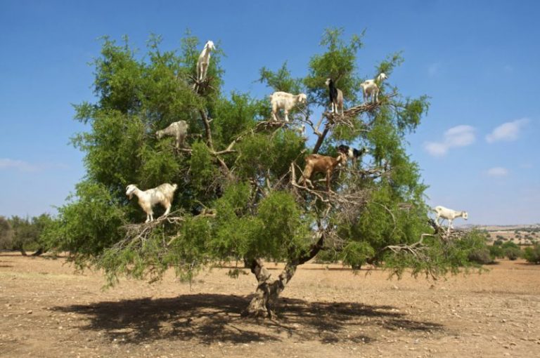Estas cabras se suben a los árboles, ¿adivina para qué? 13 Estas cabras se suben a los árboles, ¿adivina para qué?