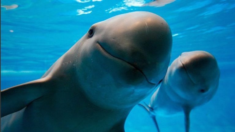 Evitemos que desaparezca la vaquita marina 10 Evitemos que desaparezca la vaquita marina