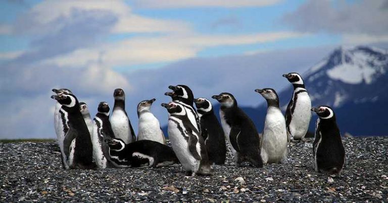Los animales enfrentan peligros ambientales 4 Los animales enfrentan peligros ambientales