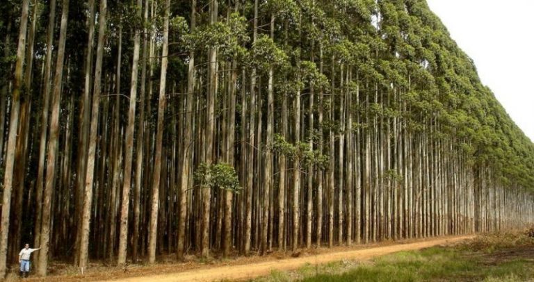 Portugal anuncia que no autorizará más plantaciones de eucalipto 1 Portugal anuncia que no autorizará más plantaciones de eucalipto