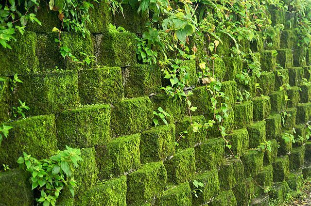 Novedoso ¨árbol¨ que combate la contaminación ambiental 2 citytree