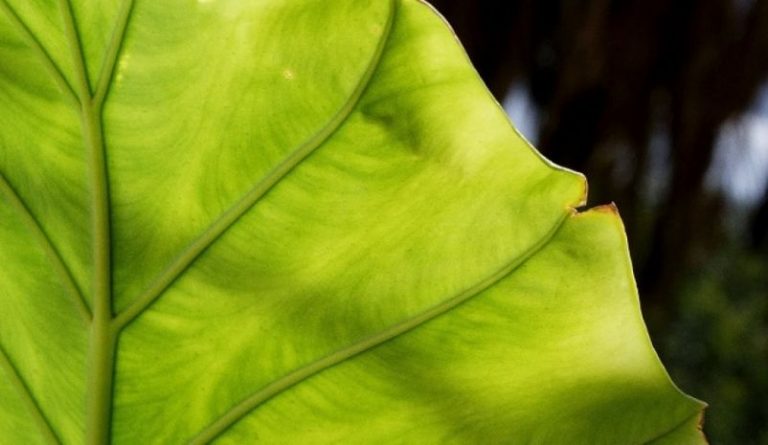 3 métodos naturales que ayudarán a sanar a las plantas de clorosis 4 3 métodos naturales que ayudarán a sanar a las plantas de clorosis