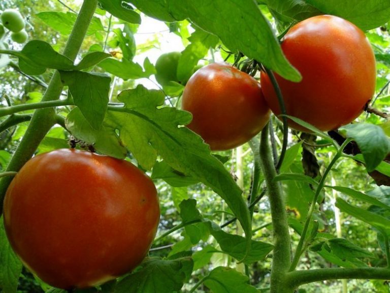 Combinar fertilizantes químicos y biológicos daña la respuesta de las plantas al estrés 12 Combinar fertilizantes químicos y biológicos daña la respuesta de las plantas al estrés