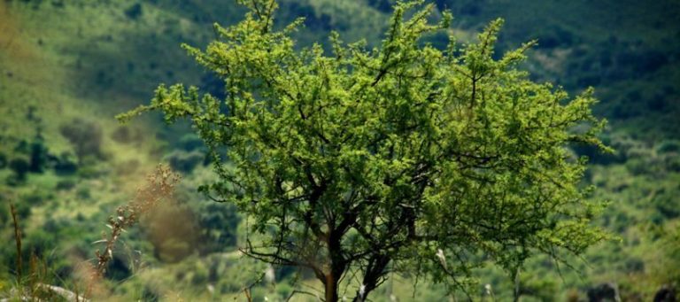 Córdoba sentencia sus bosques: Aprueba la Ley Agroforestal que favorece el desmonte 5 Córdoba sentencia sus bosques: Aprueba la Ley Agroforestal que favorece el desmonte
