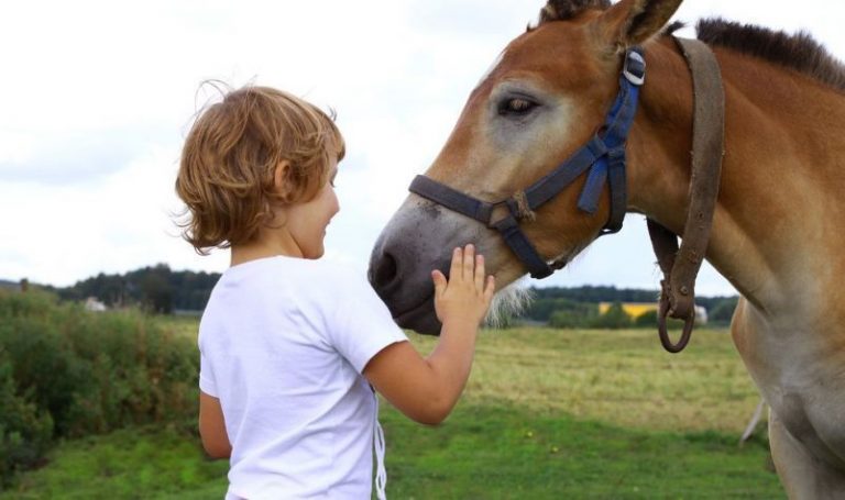 Los caballos: terapeutas especiales para tratar múltiples patologías 20 Los caballos: terapeutas especiales para tratar múltiples patologías