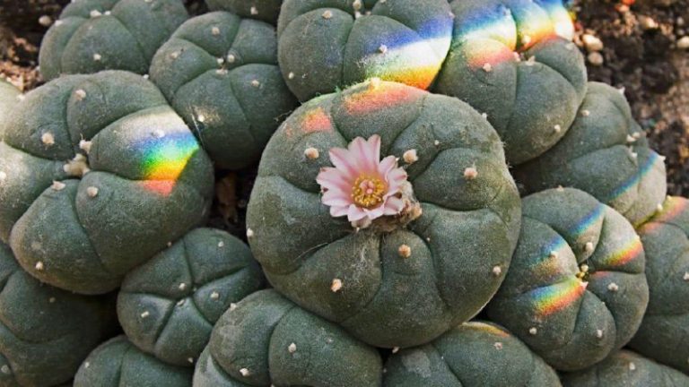 Peyote, en peligro de extinción por extracciones ilegales 10 Peyote, en peligro de extinción por extracciones ilegales