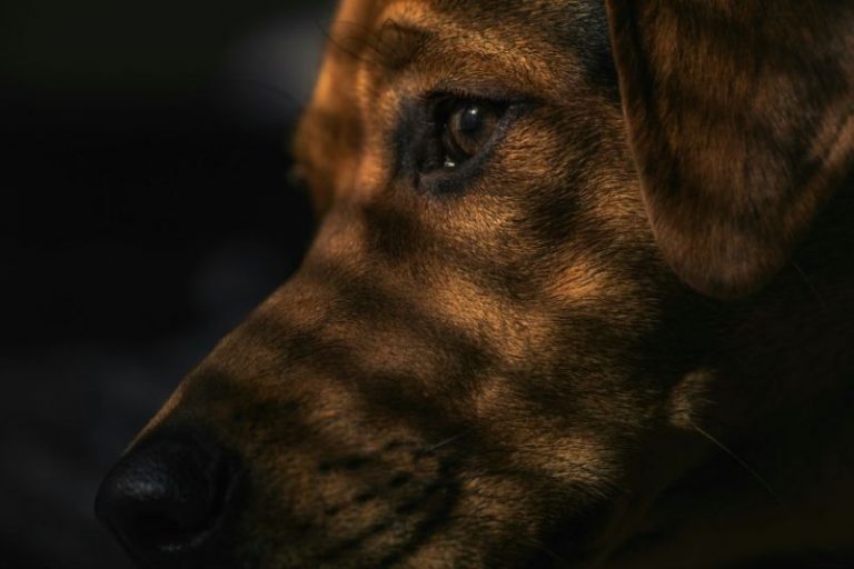 Cárcel de hasta dos años. Panamá se sumó a la iniciativa mundial contra el maltrato animal 11 Cárcel de hasta dos años. Panamá se sumó a la iniciativa mundial contra el maltrato animal