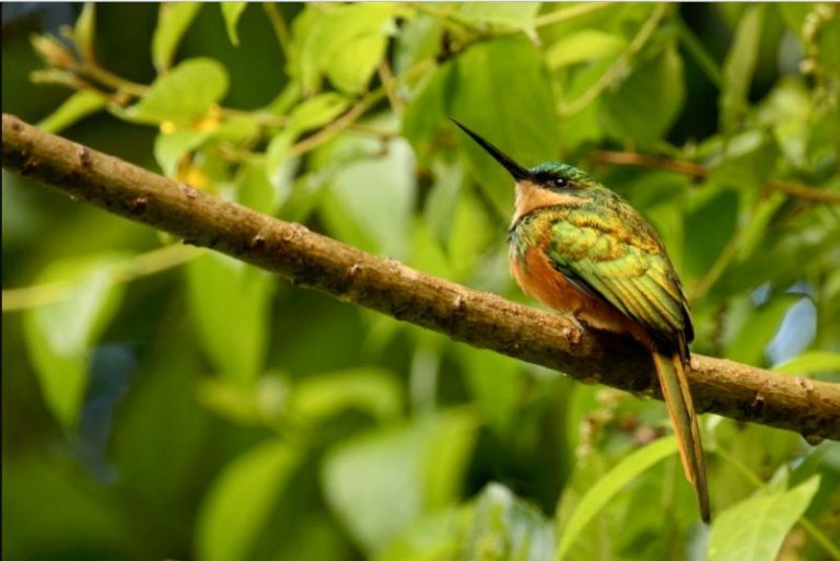¿Los monocultivos son enemigos de las aves?