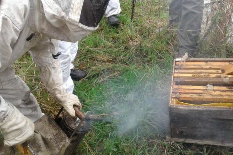 Muerte de 2 mil colmenas por uso de agrotóxicos 7 Muerte de 2 mil colmenas por uso de agrotóxicos