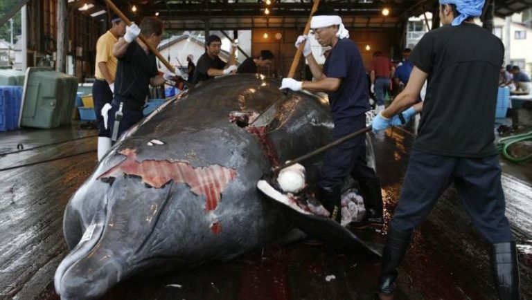 Sin compasión: Japón y otra sangrienta temporada de caza de ballenas 6 Sin compasión: Japón y otra sangrienta temporada de caza de ballenas