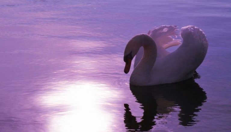Sorpresa en Rusia, un lago amaneció de color violeta de un día para el otro 10 Sorpresa en Rusia, un lago amaneció de color violeta de un día para el otro