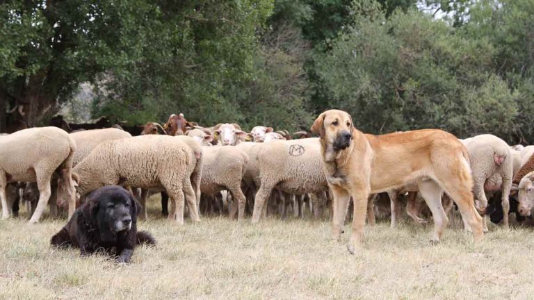 Una cruel sentencia: jueces de Oregon dictaminaron el corte de cuerdas vocales de perros por ladridos molestos 5 Una cruel sentencia: jueces de Oregon dictaminaron el corte de cuerdas vocales de perros por ladridos molestos
