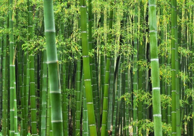 Bambú: llamado “acero vegetal” por su increíble fortaleza, puede salvarnos del cambio climático 5 Bambú: llamado “acero vegetal” por su increíble fortaleza, puede salvarnos del cambio climático
