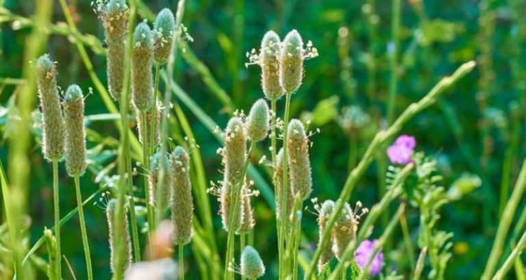 Beneficios de psyllium, fibras y reducción del apetito sin alterar el sistema nervioso 4 Beneficios de psyllium, fibras y reducción del apetito sin alterar el sistema nervioso
