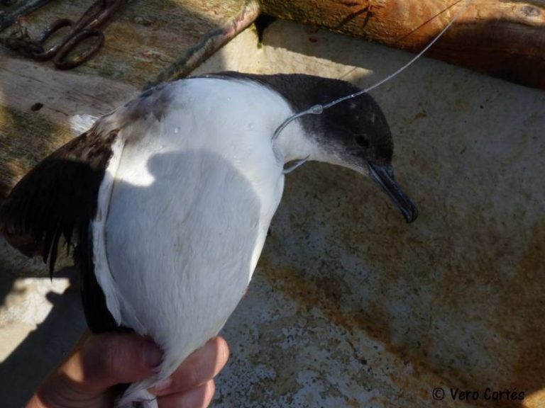 Sólo en Europa, mueren 200 mil aves por año accidentalmente por la pesca 6 Sólo en Europa, mueren 200 mil aves por año accidentalmente por la pesca