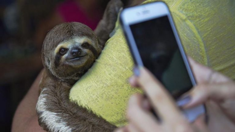 No te saques selfis con animales, es una moda cruel