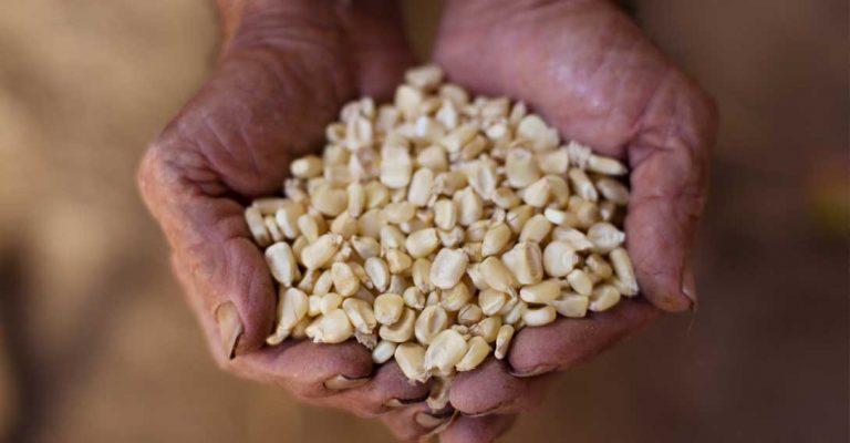 Día Mundial de la Soberanía Alimentaria contra las Corporaciones Trasnacionales