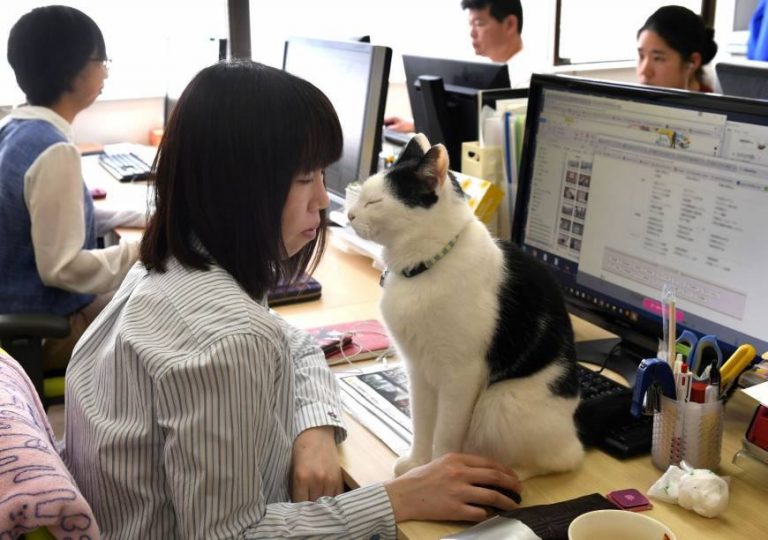 Antidepresivos felinos: cómo los japoneses luchan contra el estrés en el trabajo 8 Antidepresivos felinos: cómo los japoneses luchan contra el estrés en el trabajo