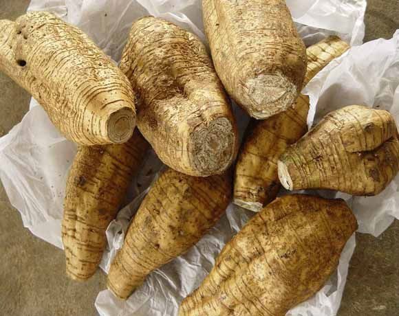 Conoce la raíz Kuzu utilizada por la medicina china 4 fiebre, alcoholismo, raíz, acidez, diarrea, kuzu, menospausia