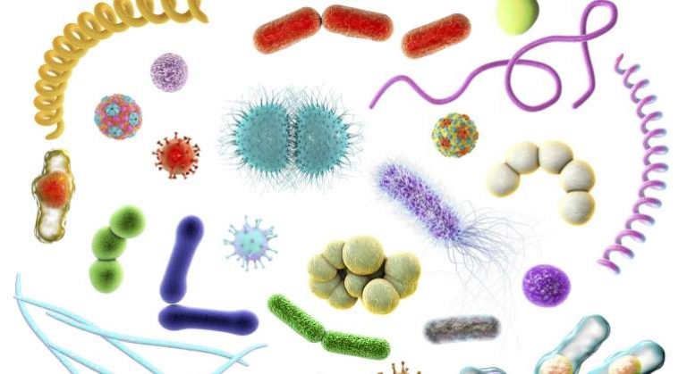 Resistencia microbiana, una preocupante amenaza mundial para la salud 7 Resistencia microbiana, una preocupante amenaza mundial para la salud