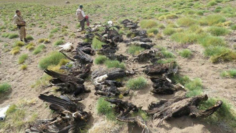 Se presume que agrotóxicos causaron la muerte de 34 cóndores en Malargüe, Argentina 4 Se presume que agrotóxicos causaron la muerte de 34 cóndores en Malargüe, Argentina
