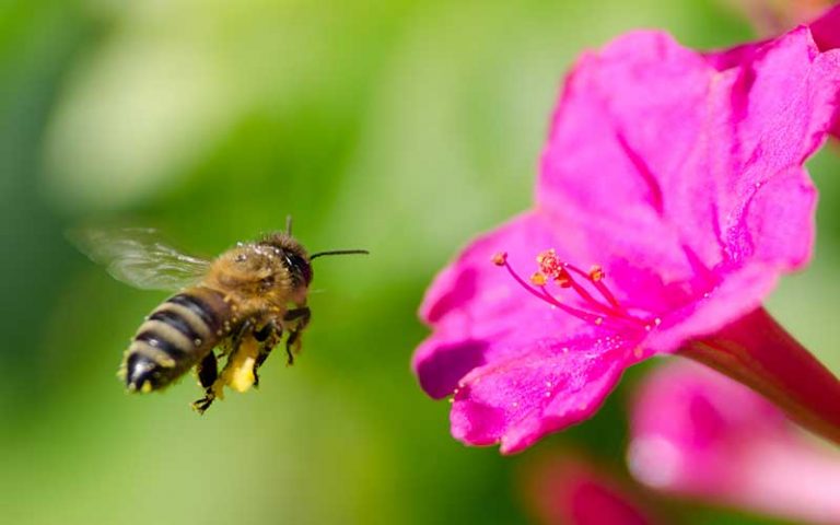 Las abejas declaradas la especie más valiosa del planeta 2 Las abejas declaradas la especie más valiosa del planeta