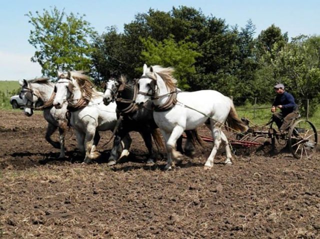 Agroecología: Tiempo de labranza 4 Agroecología: Tiempo de labranza
