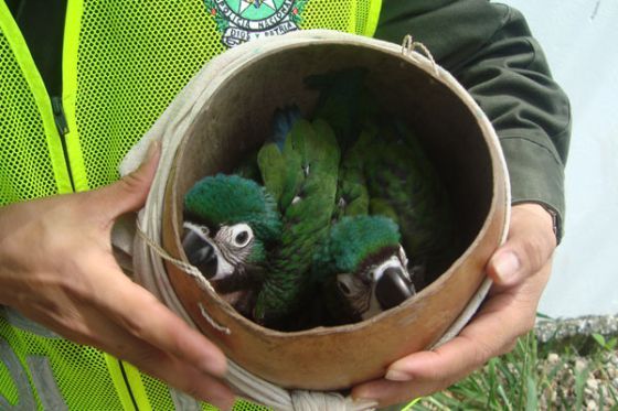 aves, reptiles, animales, tráfico, biodiversidad