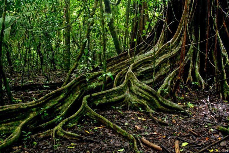 El lenguaje secreto que permite a los árboles crear todo un ecosistema 4 El lenguaje secreto que permite a los árboles crear todo un ecosistema