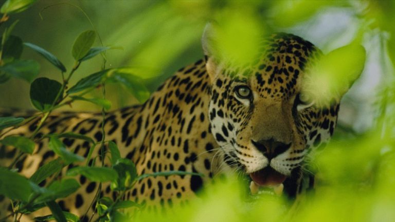 Investigación secreta revela caza ilegal de jaguares silvestres 9 Investigación secreta revela caza ilegal de jaguares silvestres