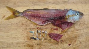 plásticos, nanomplásticos, microplásticos, océanos, peces, mares, mamíferos, contaminación