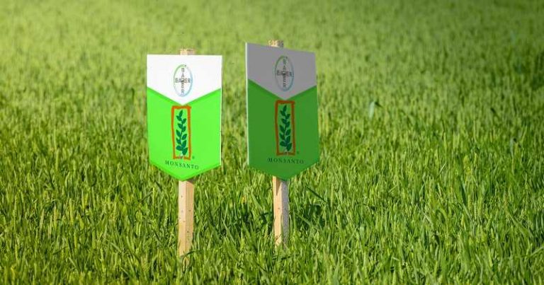 No a la Ley "Bayer-Monsanto" de Semillas negociada a espaldas del pueblo argentino 8 No a la Ley «Bayer-Monsanto» de Semillas negociada a espaldas del pueblo argentino
