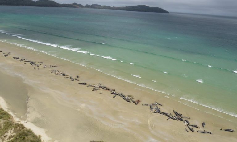 Más de 140 ballenas piloto mueren en un encadenamiento 'desgarrador' en Nueva Zelanda 1 Más de 140 ballenas piloto mueren en un encadenamiento ‘desgarrador’ en Nueva Zelanda