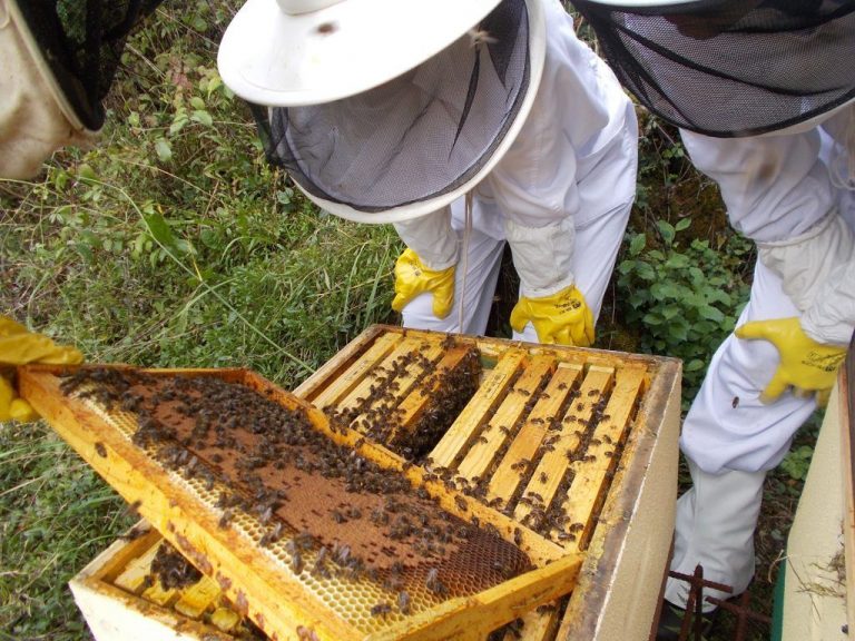 En Argentina se pierde el 30% de las colonias de abejas por año