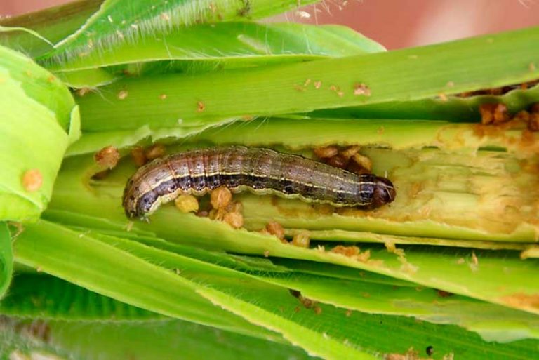 Insecticidas naturales con plantas nativas 4 Insecticidas naturales con plantas nativas