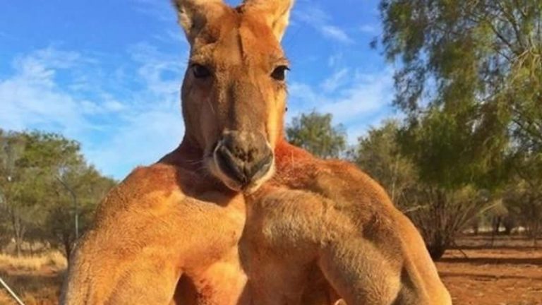 El adiós al canguro más musculoso 7 El adiós al canguro más musculoso