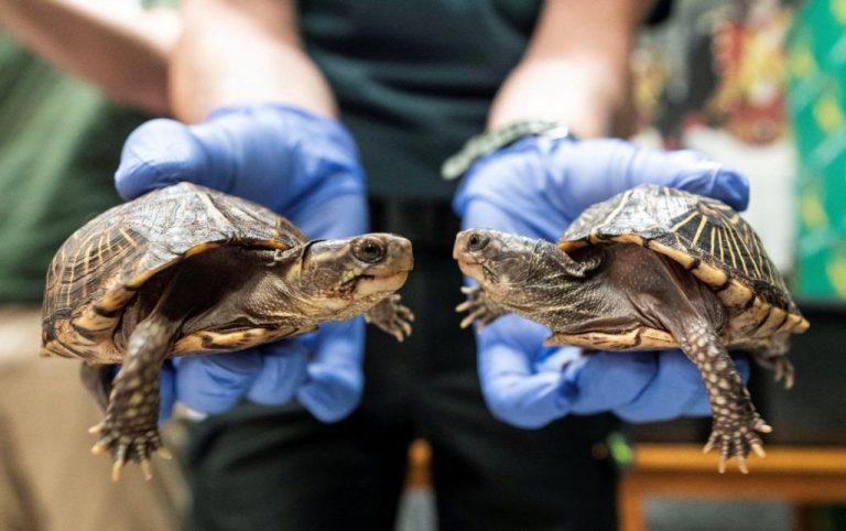 Las tortugas marinas están muriendo por los microplásticos en mares y océanos