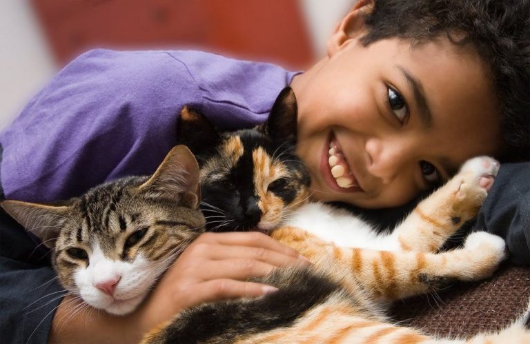Los gatos prefieren la interacción con personas antes que la comida 7 Los gatos prefieren la interacción con personas antes que la comida