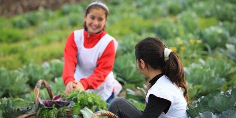 Todas las escuelas deberán tener huertas orgánicas en Misiones